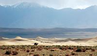 Gobi desert in Mongolia near China - World Expeditions